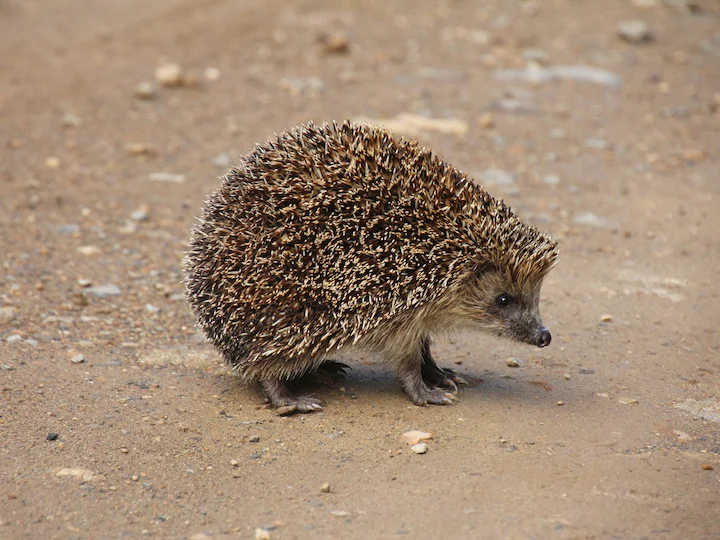 Amurski jež (Erinaceus amurensis)