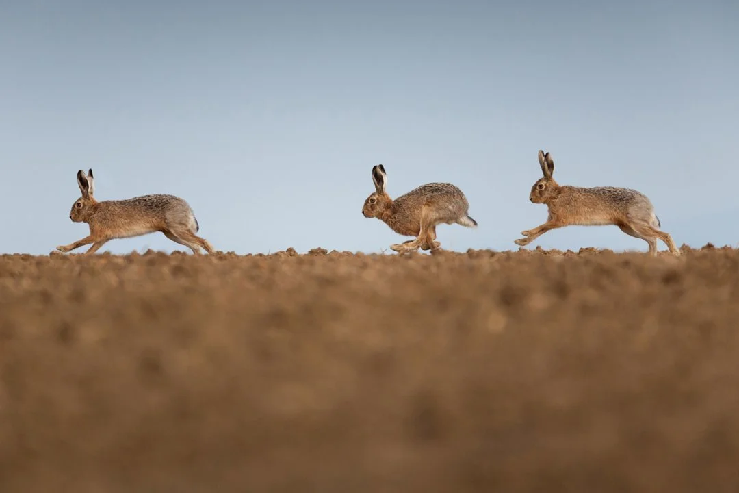 Explore the unique challenges and rewards of hunting desert hare in Morocco's Drâa Valley. Discover the best hunting practices and respect for a delicate ecosystem.
The