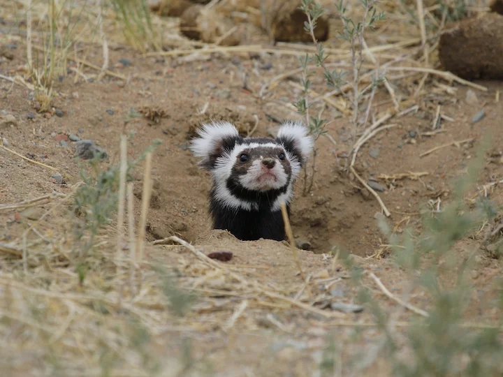 Marmerdas