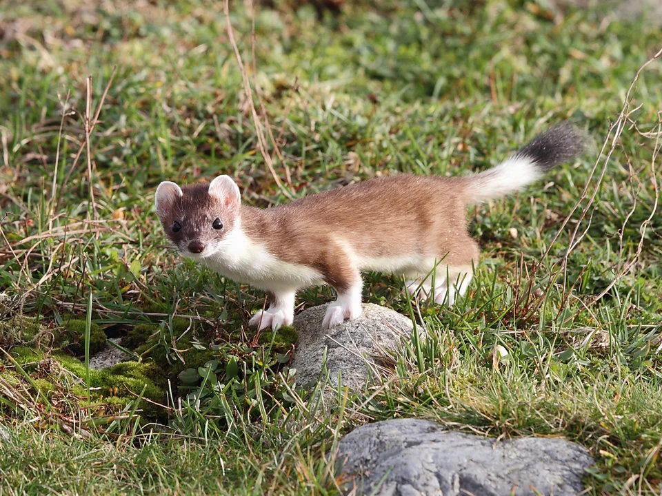 Ermine (Kortstertwesel)
