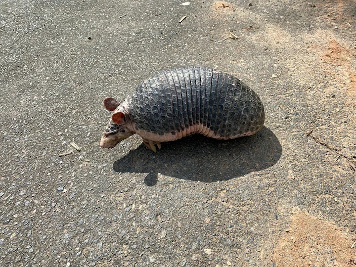 एक पट्टी वाला आर्मडिलो (एक बैंडेड आर्मडिलो)