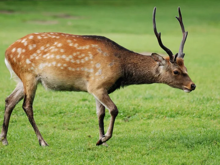 Sikahirsch (Japanischer Sikahirsch) (Cervus nippon nippon)