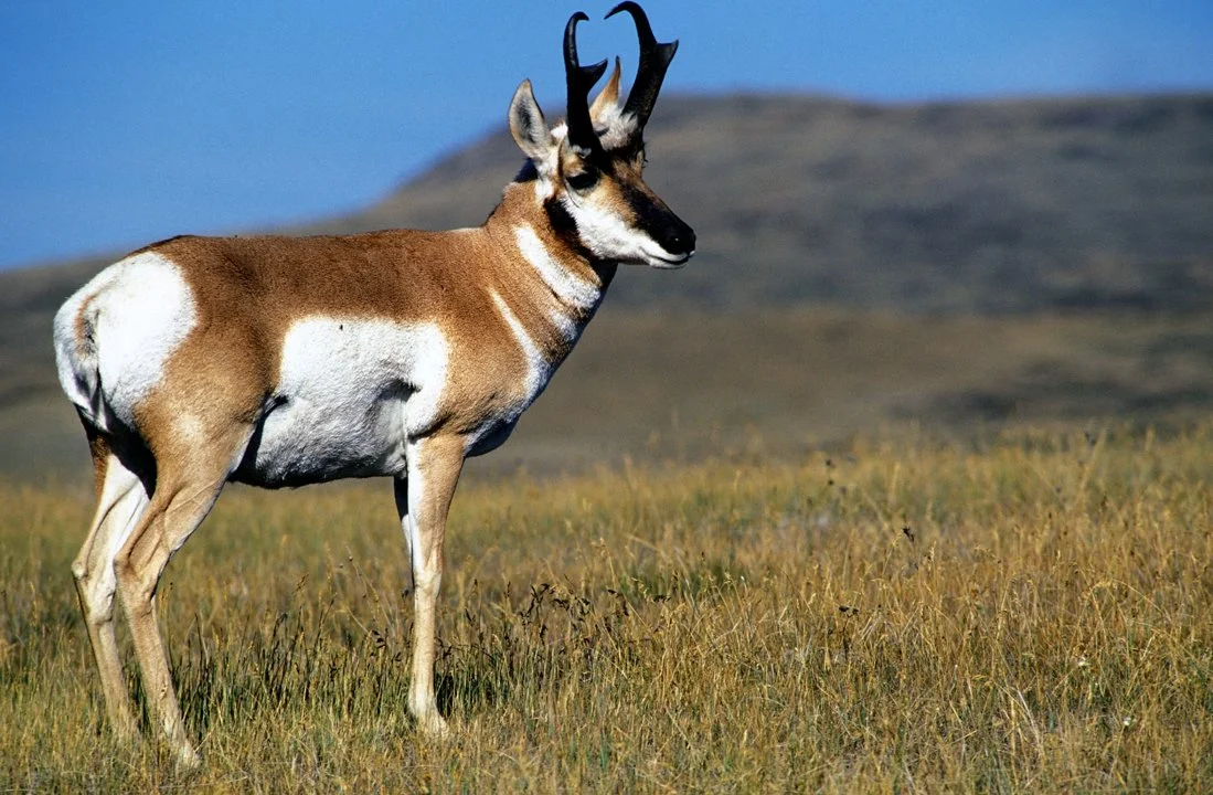 Ամերիկյան անտիլոպա (Պրոնգհորն) (Antilocapra americana americana), 2 of 3