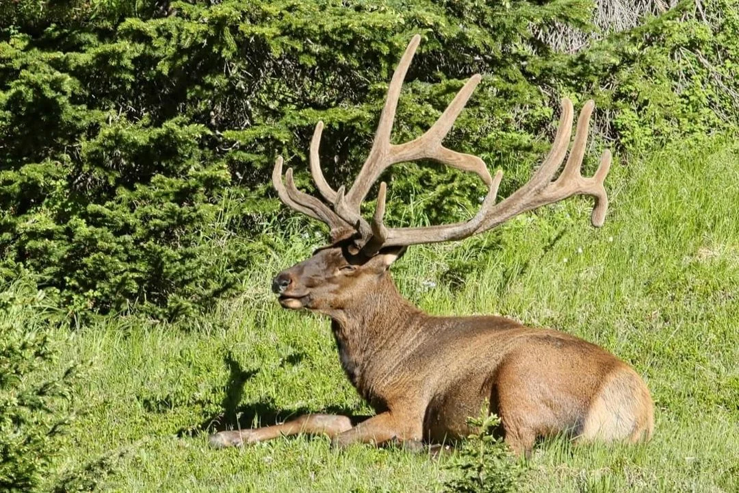 These beautiful bull elk took a break on the hillside along TRR.