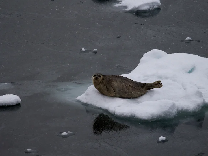 Foca anellata