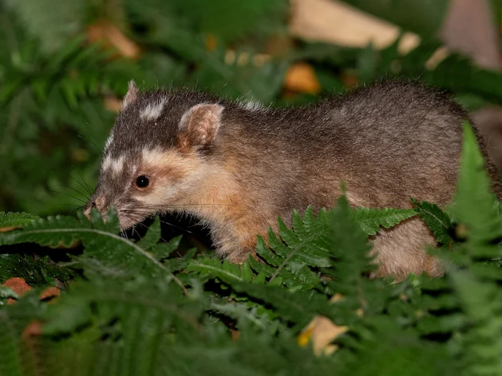 Maskenwiesel (Moschuswiesel) (Melogale moschata)
