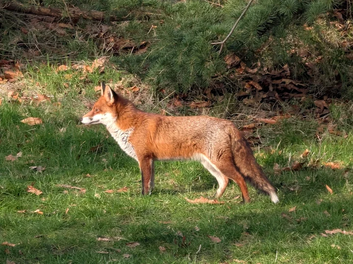 Rotfuchs (Kreuzfuchs) (Vulpes vulpes crucigera)