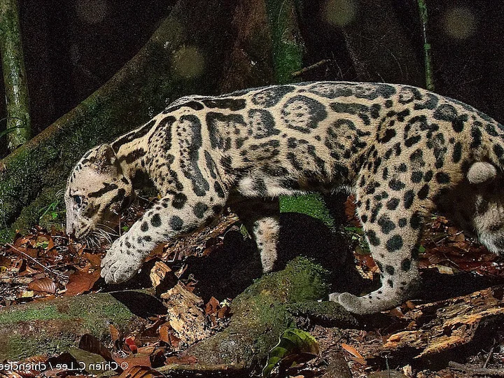 Leopardul nebuloas din Sundae (Neofelis diardi)