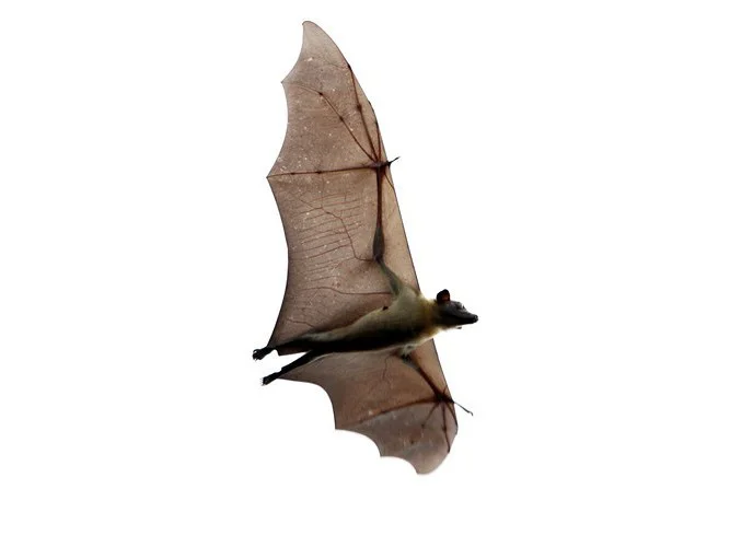 Pipistrello frugivoro color paglia