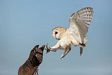 Falconry is the hunting of wild animals in their natural state and habitat by means of a trained bird of prey.