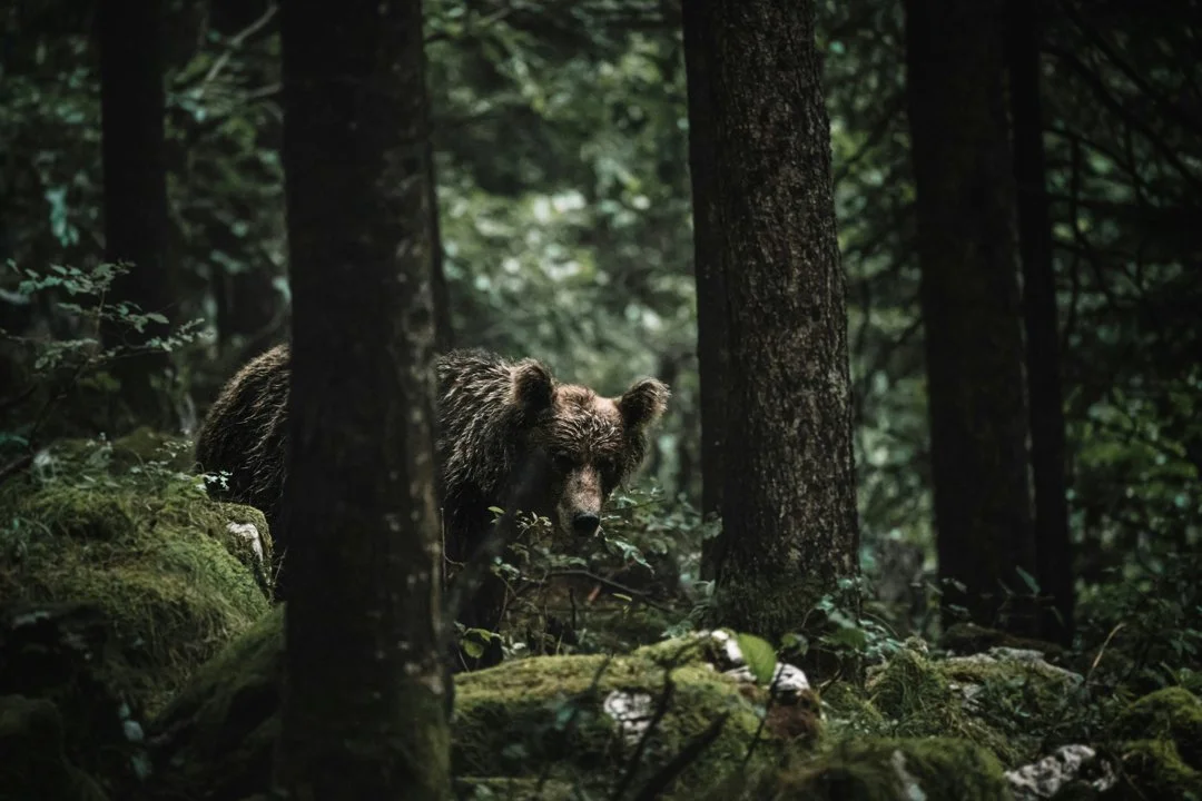 Black Bear Fatally Mauls Camper in U.S. Wilderness: Tragedy Sparks Renewed Debate on Wildlife Safety

A tragic incident in early October 2025 has left the outdoor communi
