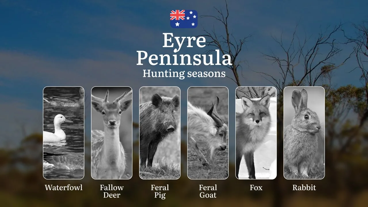 Eyre Peninsula Hunting Calendar: When Coastal Bushland Meets Outback Game - Deer, Waterfowl and Feral Pursuits
