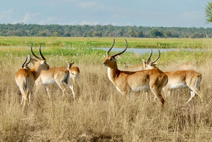 The hunting pause in Namibia allows wildlife populations to thrive, ensuring the long-term sustainability of the sector