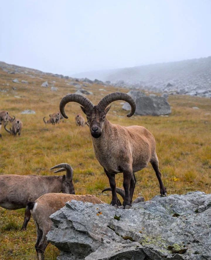 Охота на горного козла в Казахстане: сезоны, методы, трофеи и лучшие места

🏔️ 1. Введение: описание и охотничья ценность

Горный козёл, или среднеазиатский козерог (Cap