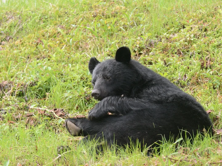Asiatiese swartbeer (Japanse swartbeer) (Ursus thibetanus japonicus), 3 of 3