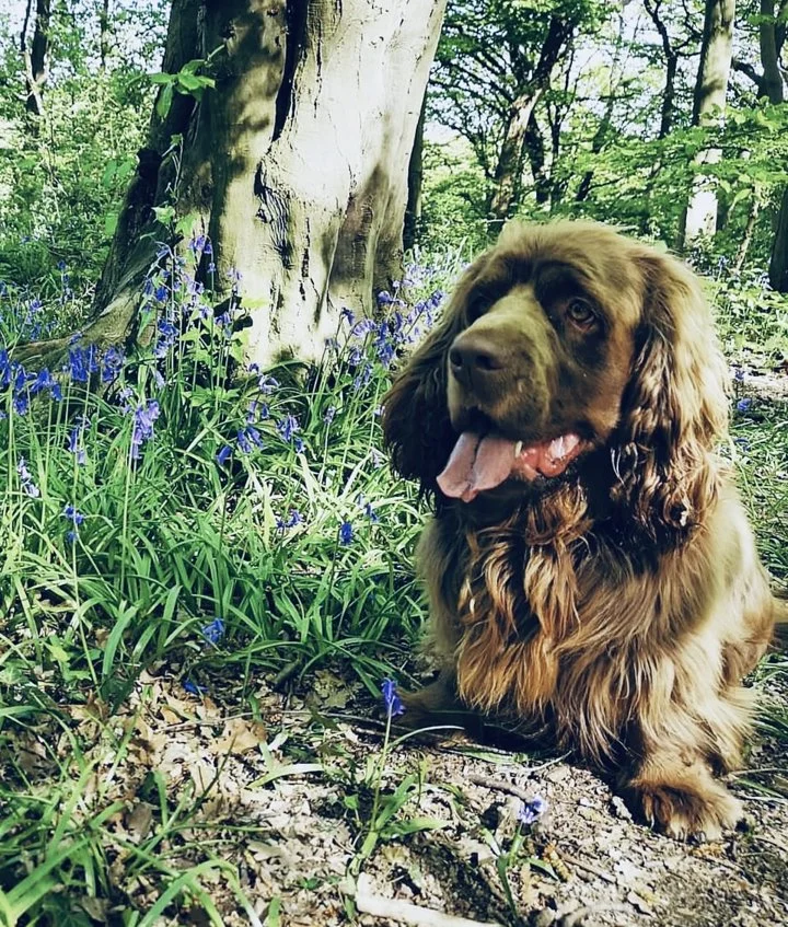 The Sussex Spaniel: A Low-Riding Hunting Partner for the Thinking Hunter

The Sussex Spaniel. Not a breed you see every day afield, and that's a damn shame. This sturdy, 