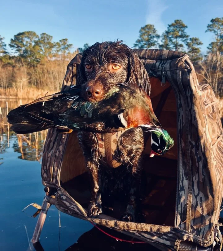 Boykin Spaniel Hunting Dog: Traits, Training & Field Performance 🐾