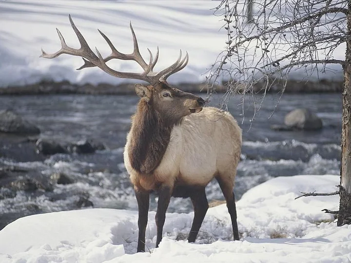 Կարմիր եղջերու (Լեռնային կարմիր եղջերու) (Cervus elaphus montanus), 2 of 3