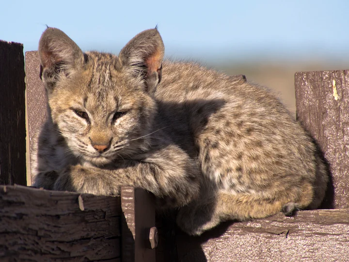 Lince rossa