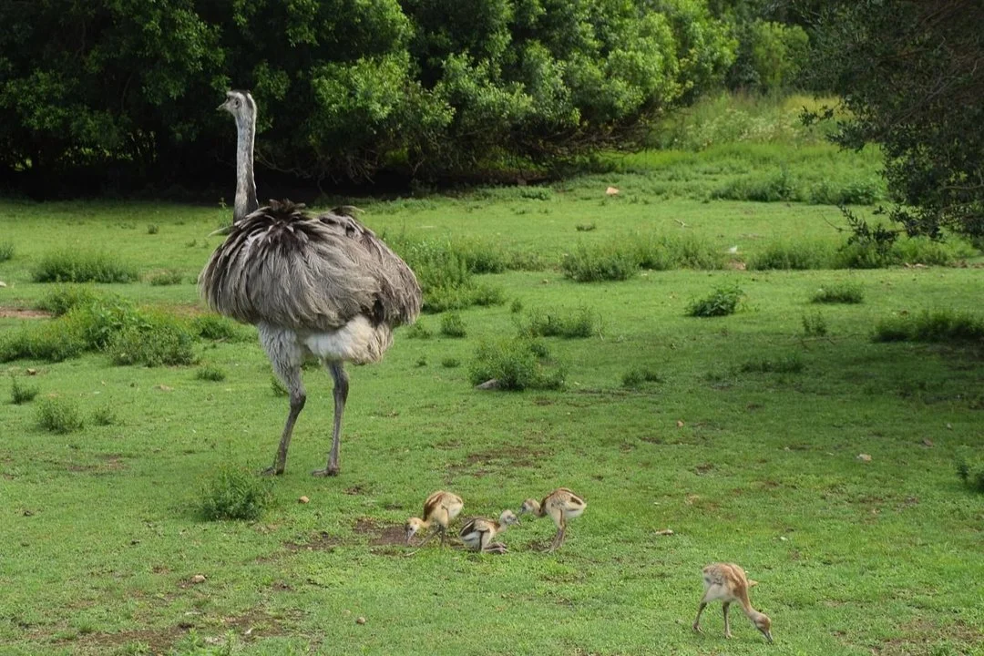 Delito Ambiental en Punta Alta: tres detenidos por cazar ñandúes protegidos
En un nuevo golpe contra la caza furtiva de fauna silvestre en Argentina, tres hombres fueron