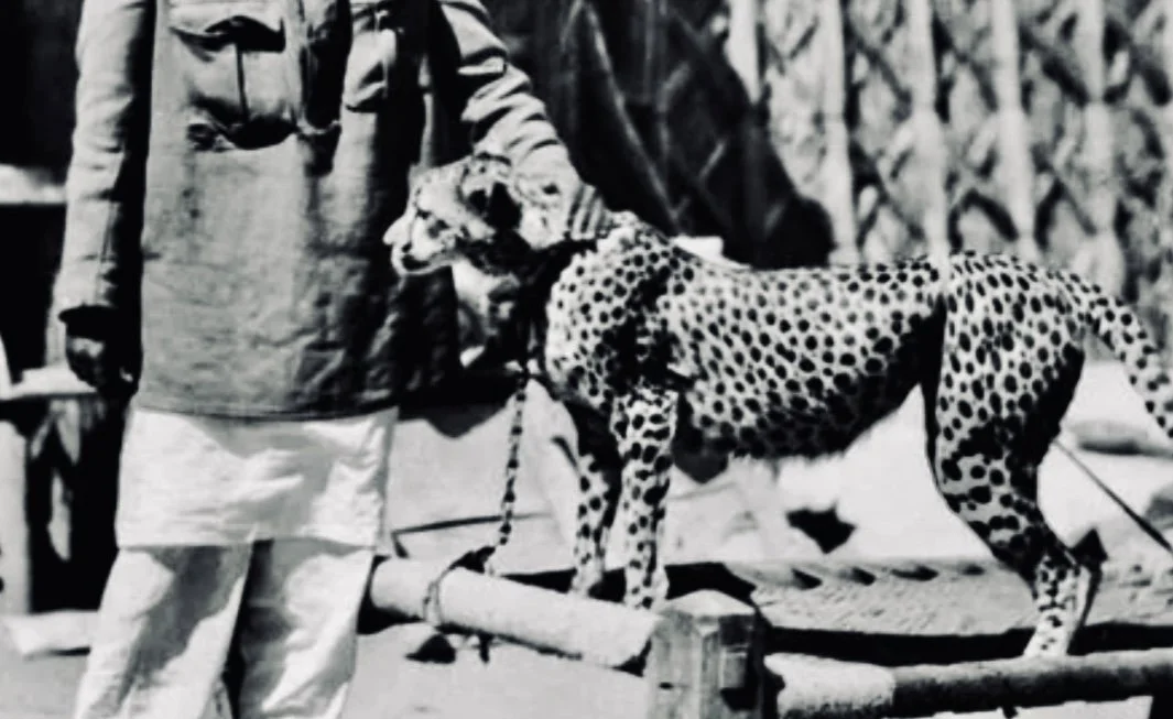 The Cheetah Hunt in India: When Royalty Ran with the Fastest Predator on Earth  