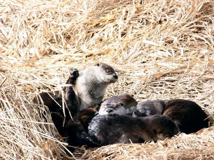Comune Comune canadensis