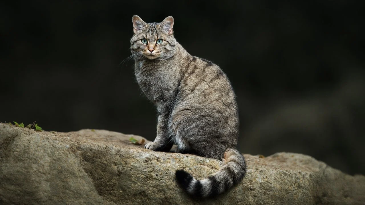 Wildkatze Comeback Deutschland: Bestand erholt sich im Arnsberger Wald
Eine erfreuliche Nachricht für Jäger, Naturbeobachter und Waldfreunde: Die Europäische Wildkatze e