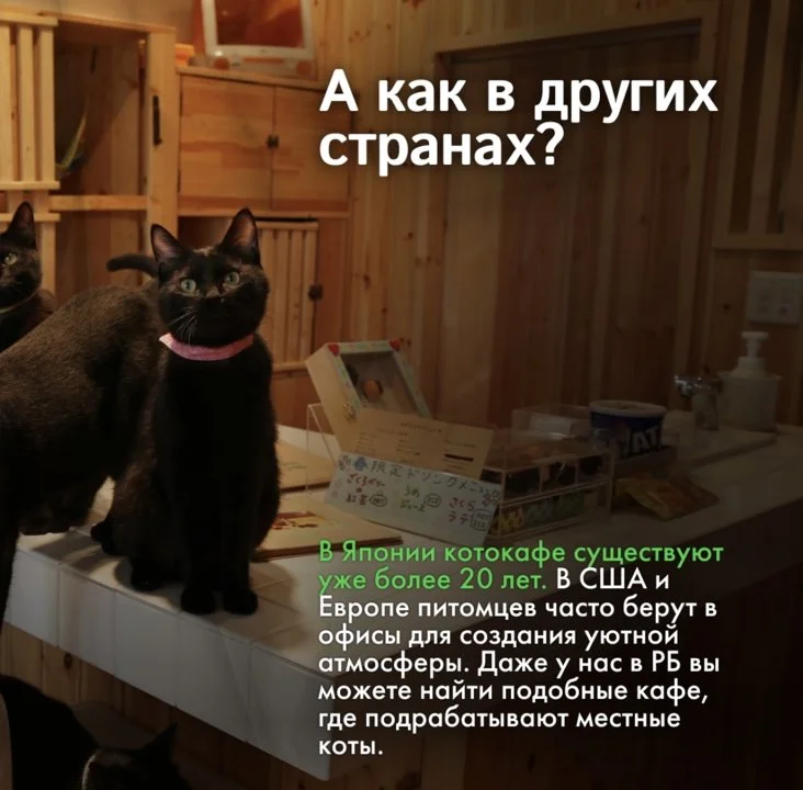 В Китае появился необычный тренд в сфере pet-friendly бизнеса!