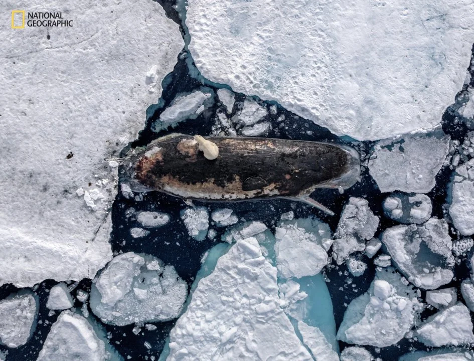 A Glimpse into the Arctic’s Cycle of Life and Death