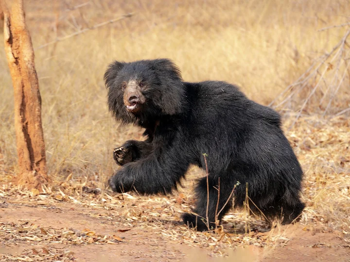 Orso bradipo