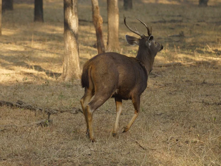 آهوی سامبار (آهوی سرخ) (Rusa unicolor equina)