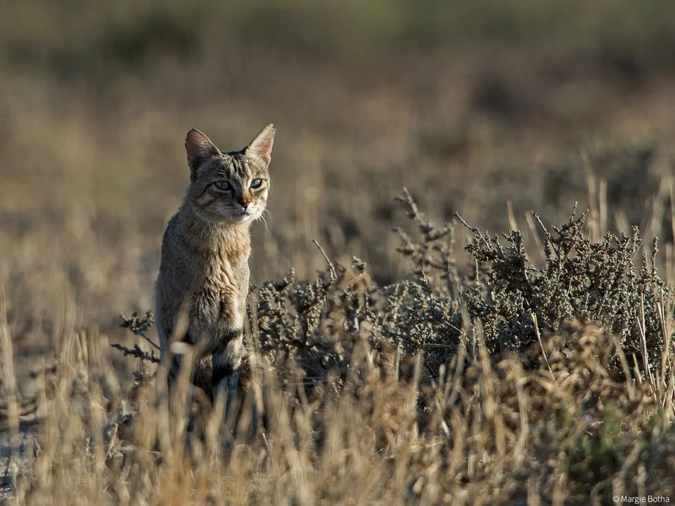 African Wildcat (Africa)
Felis silvestris lybica
DESCRIPTION (male) Head and body length 21-26 inches (545-665 mm). Tail 11-14 inches (275-360 mm). Weight 9-14 pounds (4-