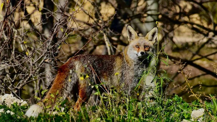 Swedish Protective Hunters Seek Vehicle Hunting Dispensation to Reduce Animal Suffering