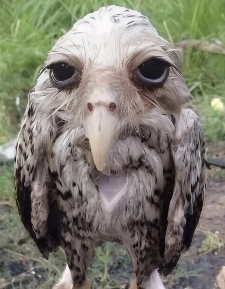 Американская болотная сова (Asio flammeus) — была сфотографирована во время сильного дождя.