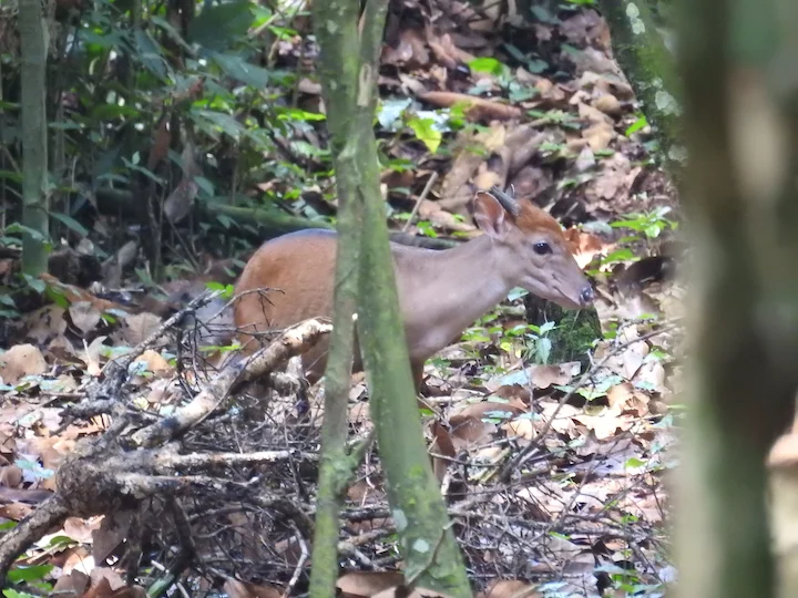 Duiker de Peters (Cephalophorus callipygus)
