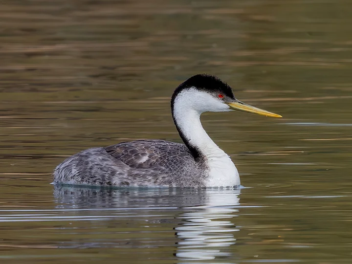 Vestlig grebe (Aechmophorus occidentalis)