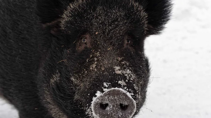Gard: un sanglier éventre un chien et manque de tuer une fillette de 12 ans 

Le vendredi 13 mars 2026, un sanglier d'environ 80 kg a chargé une fillette de 12 ans qui jo
