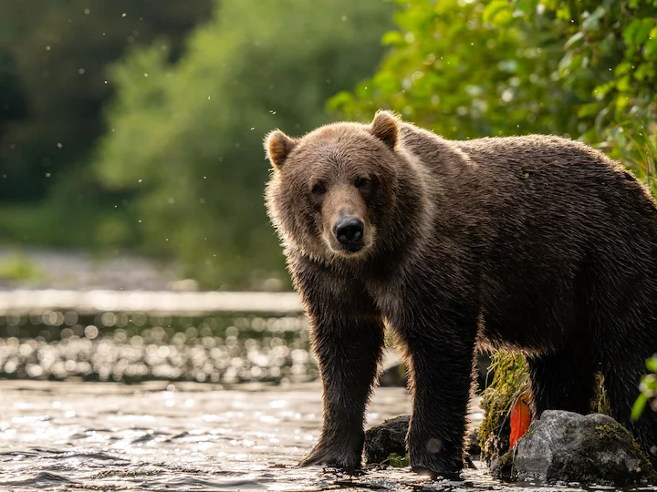 Կոդիակյան արջ (Կոդիակի արջ) (Ursus arctos gyas), 2 of 3