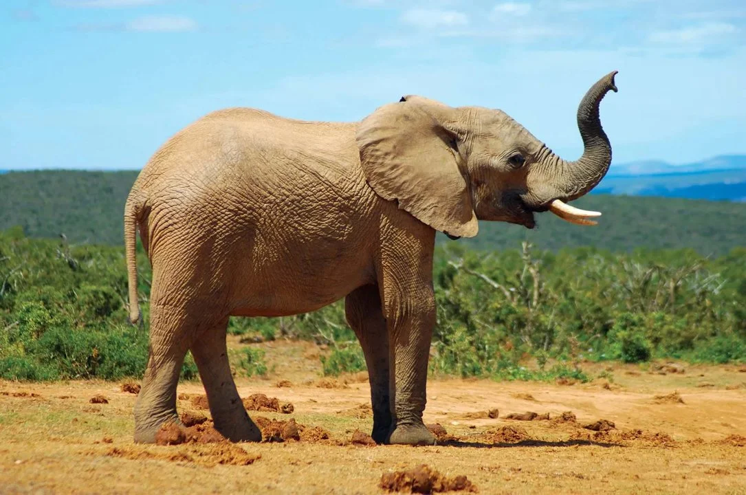 Afrikaanse olifant