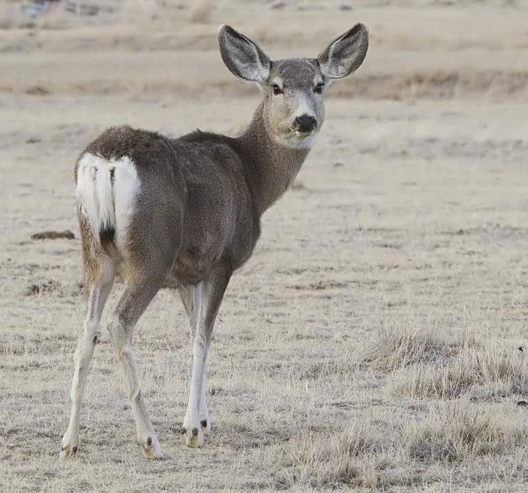 Swartstertreebok (Muloehert) (Odocoileus hemionus), 2 of 2