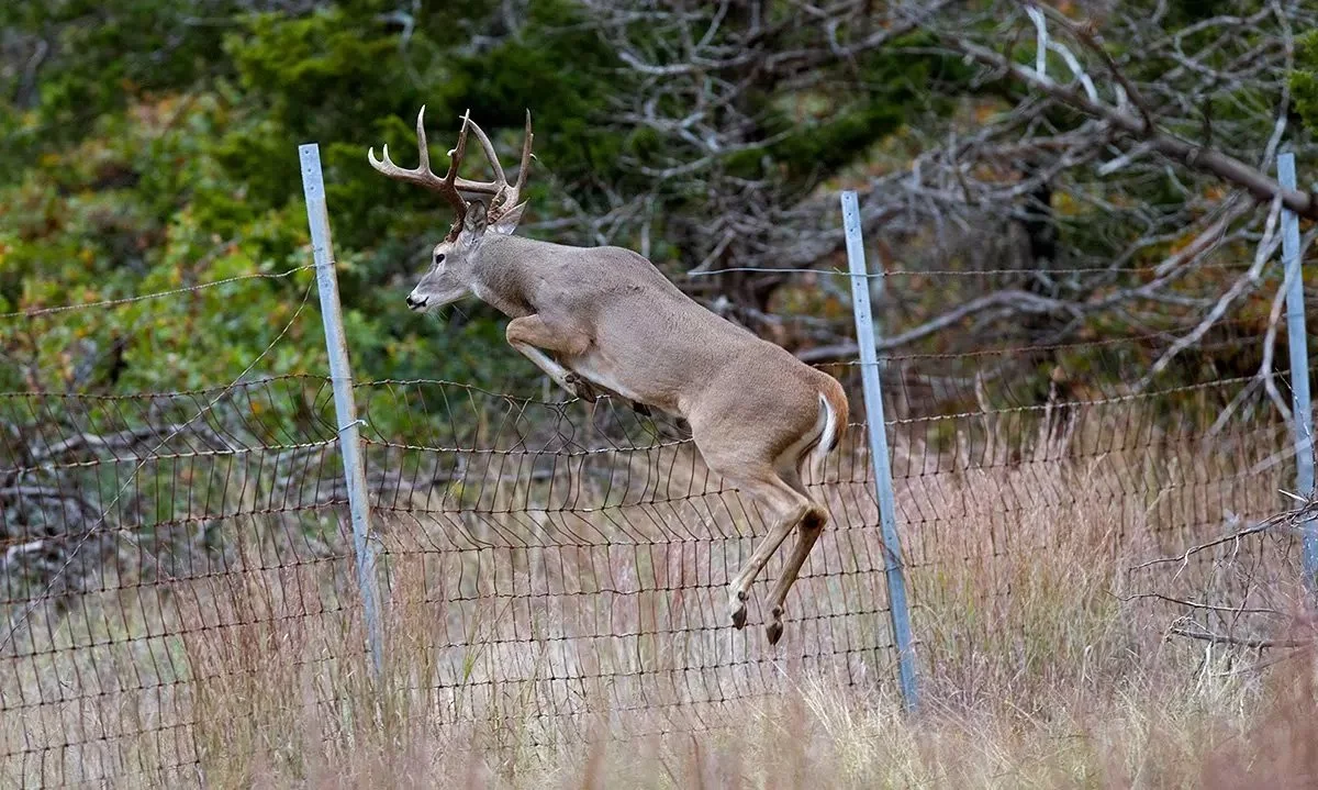 Illegal Fence That Killed Wild Deer Demolished in Bogd Khan Strictly Protected Area
Authorities from the Bogd Khan Strictly Protected Area Administration confirmed the