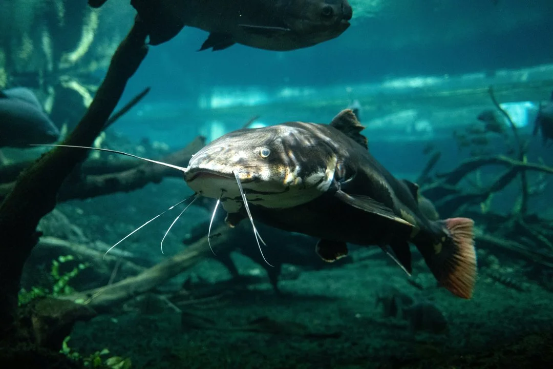 FNPF: une rencontre musclée avec le ministre pour défendre la pêche française