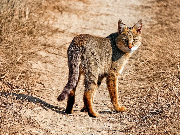 Блатен котарак