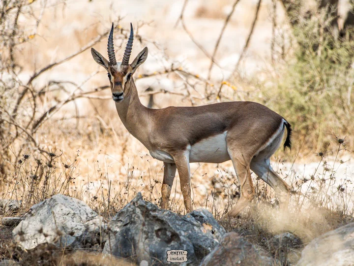 Գազել (Գազել այծ) (Gazella gazella), 2 of 3