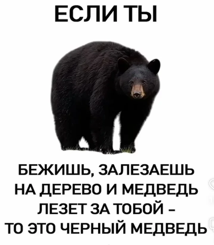 Про медведей