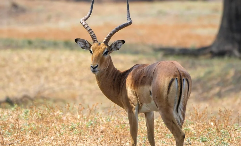 Իմպալա (Աֆրիկյան անտիլոպ) (Aepyceros melampus), 2 of 2