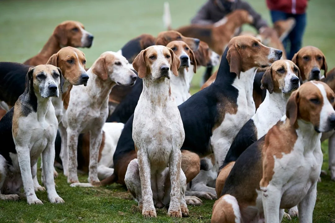 Chasse au sanglier: la Coupe de France des chiens courants s'élance en Charente