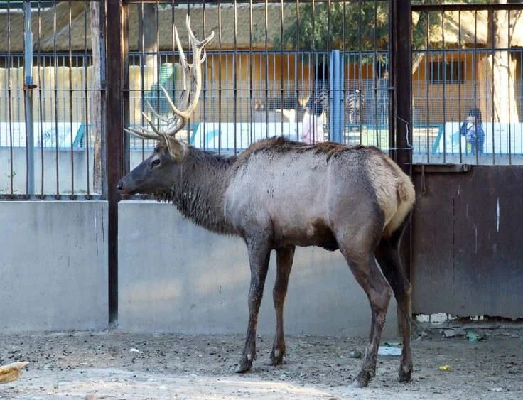 آهوی روزوسکی (آهوی سیبریایی) (Cervus canadensis xanthopygus)
