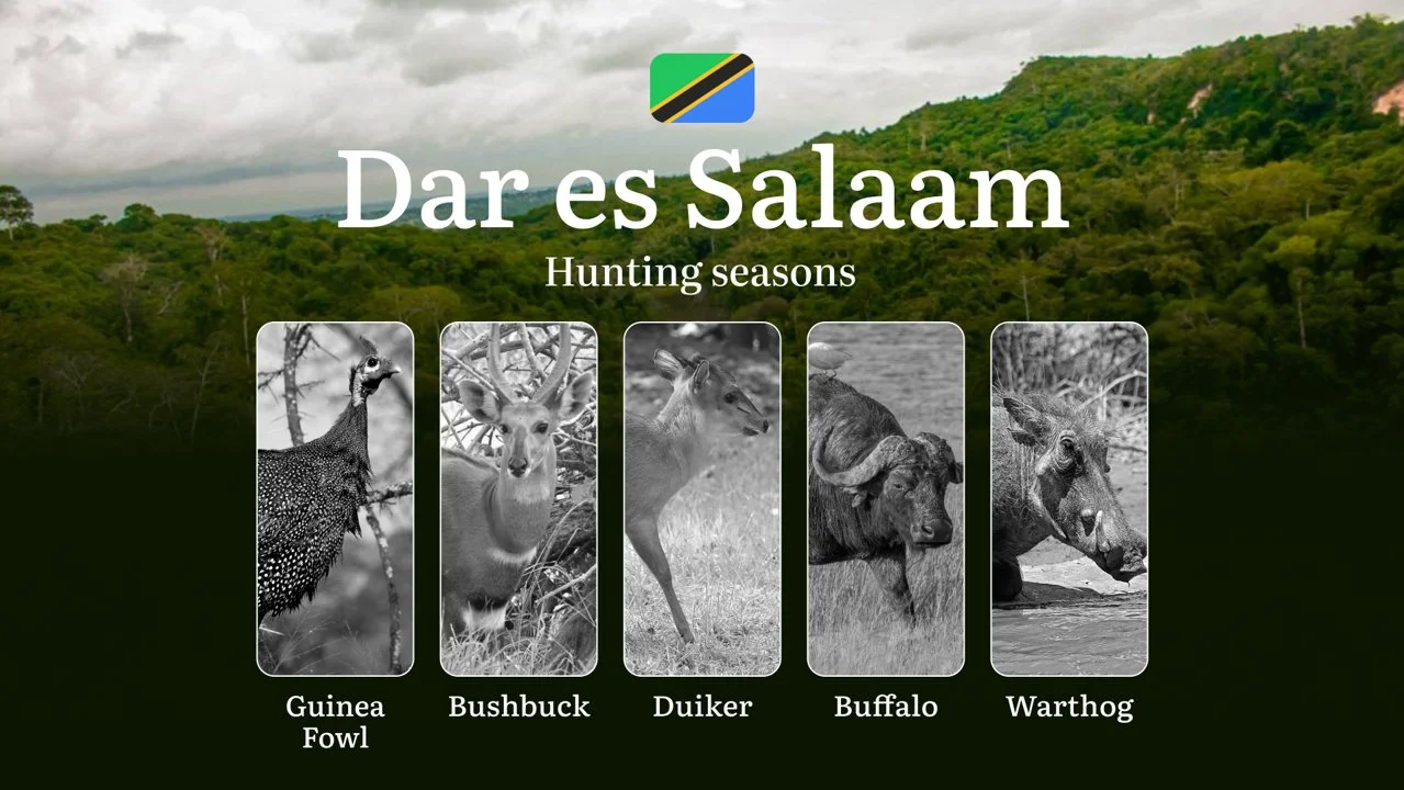 Hunting Periods and Permits in Dar es Salaam: A Detailed Look at Game Movement Throughout the Year, Seasonal Limits, and…