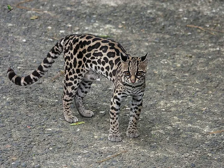 Margay dlouhoocasý
